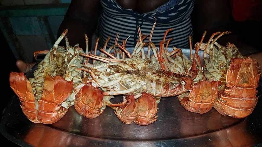Langouste grillée